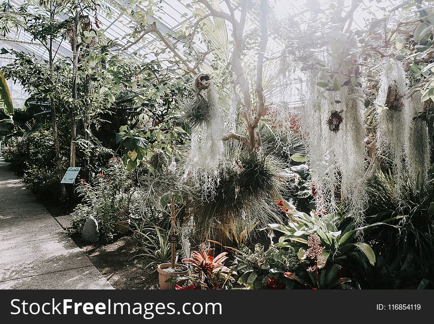 Plants Inside Greenhouse