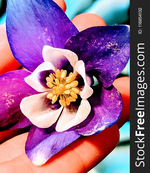Close-up Photography Of Purple Petaled Flower
