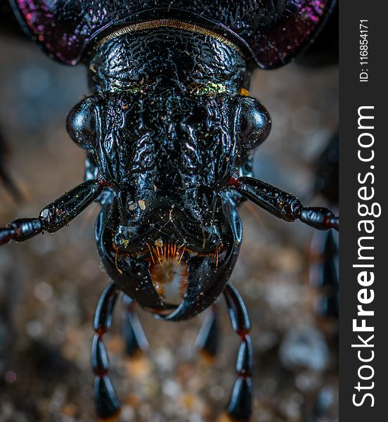 Closeup Photo of Black Insect