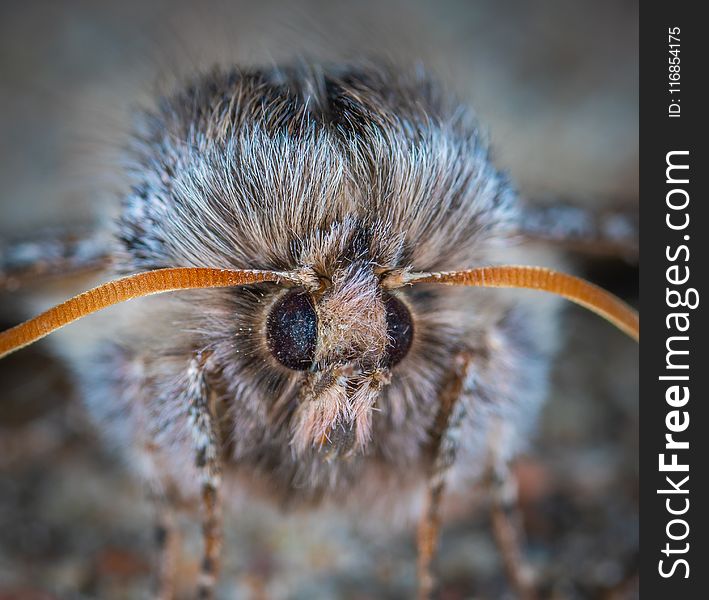 Close-up Photo Of Gray Insect