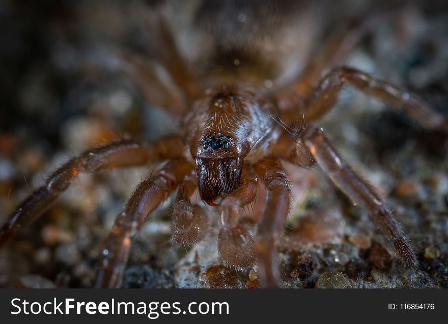 Focus Photo of Brown and Black Spider