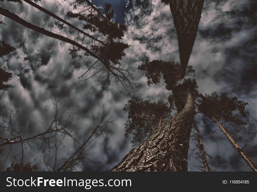Photo of Gray Trees With Clouds