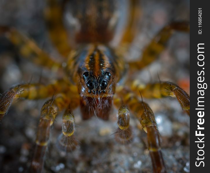 Photography Of Brown Spider