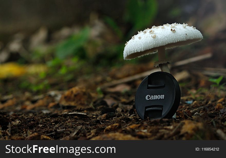 White Button Mushroom With Black Canon Camera Zoom Lens Cover