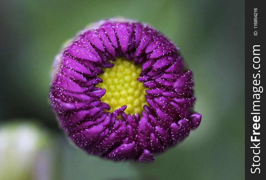 Macro Shot Photography of Purple Flower