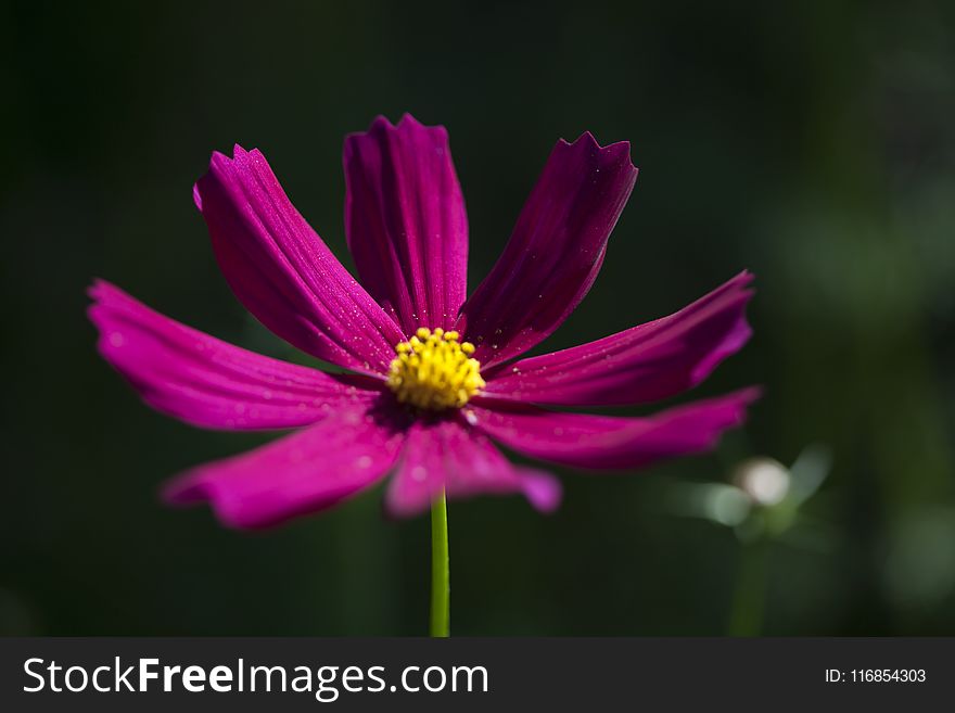 Macro Photography Of Purple Petaled Flower
