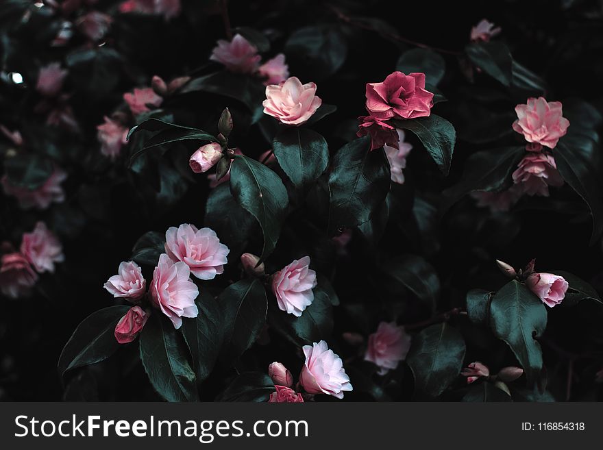 Pink Flowers Photograph
