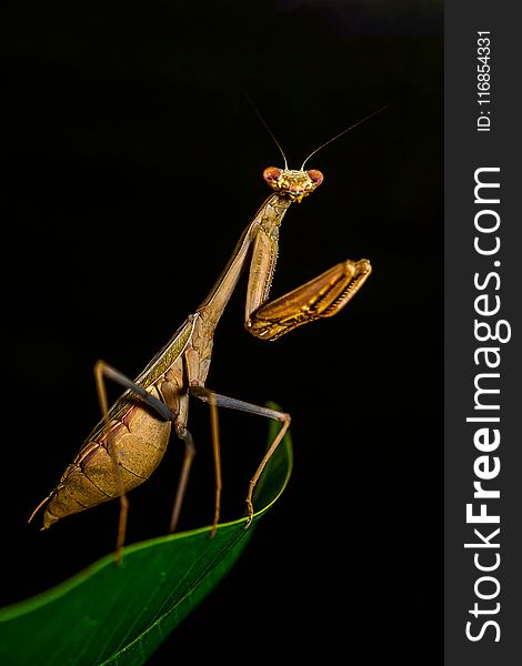 Brown Praying Mantis In Close-up Photography