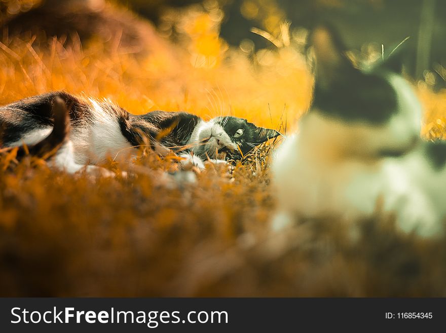 Shallow Focus Photo Of Two Cats