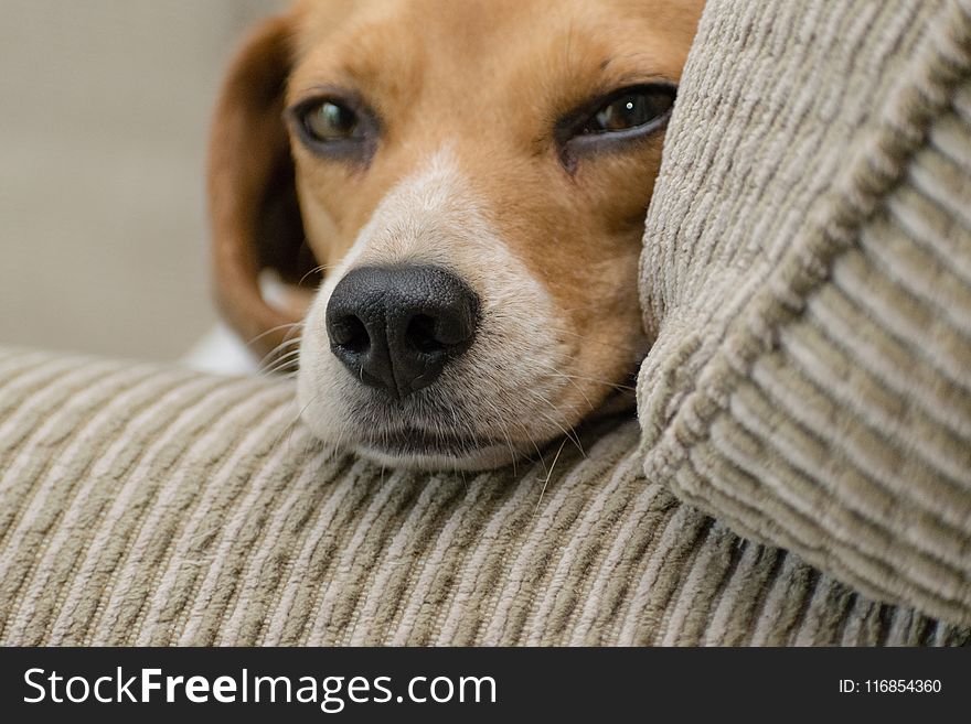 Close-up Photo Of Beagle Resting Head On Armrest