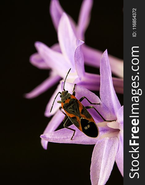 Milkweed Bug Perching on Pink Flower in Close-up Photography