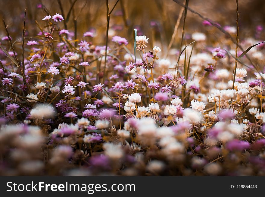 Selective Focus Photography of Purple and White Bed of Flowers