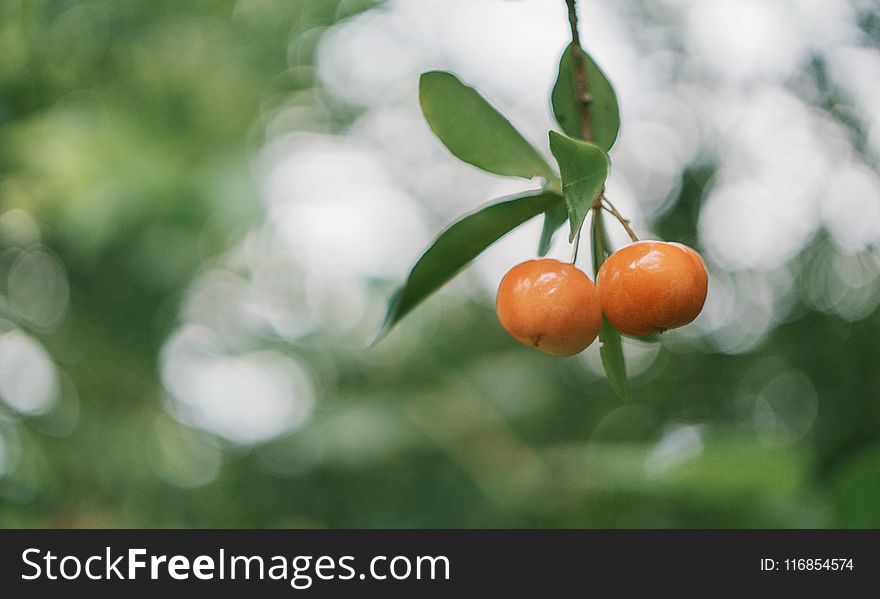 Shallow Focus Photo of Round Orange Fruits