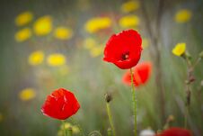 Poppy Flowers On The Spring Field Royalty Free Stock Photos
