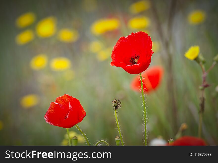 Poppy flowers on the spring field