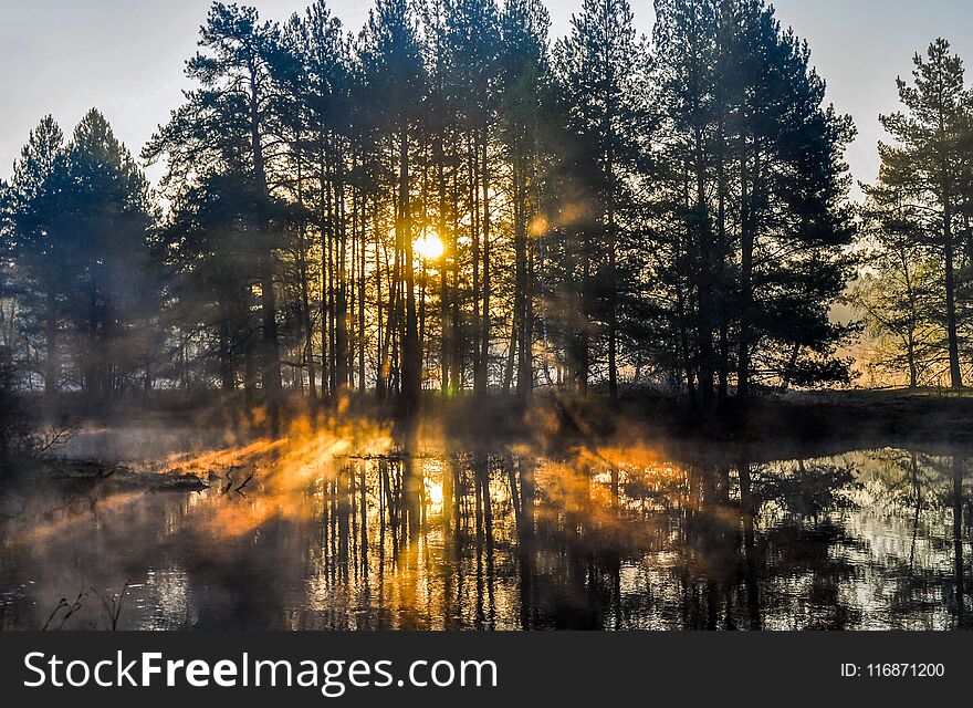 Sun rays cast through trees early morning over a river. Sun rays cast through trees early morning over a river