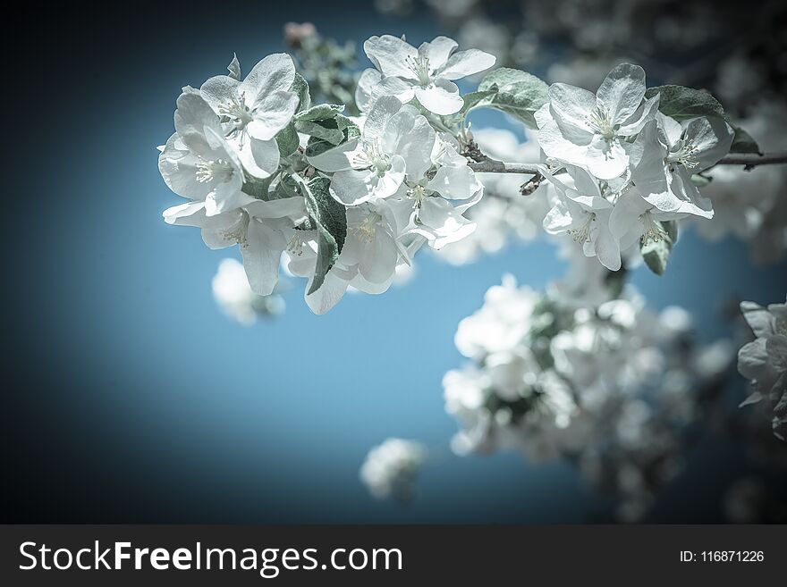 Big branch of blossoming apple tree on sky background.