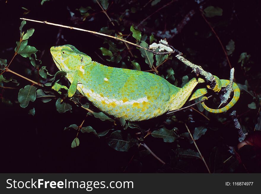 South Africa: A game-ranger spottet a pregnant ChamÃ¤leon in the thick bush