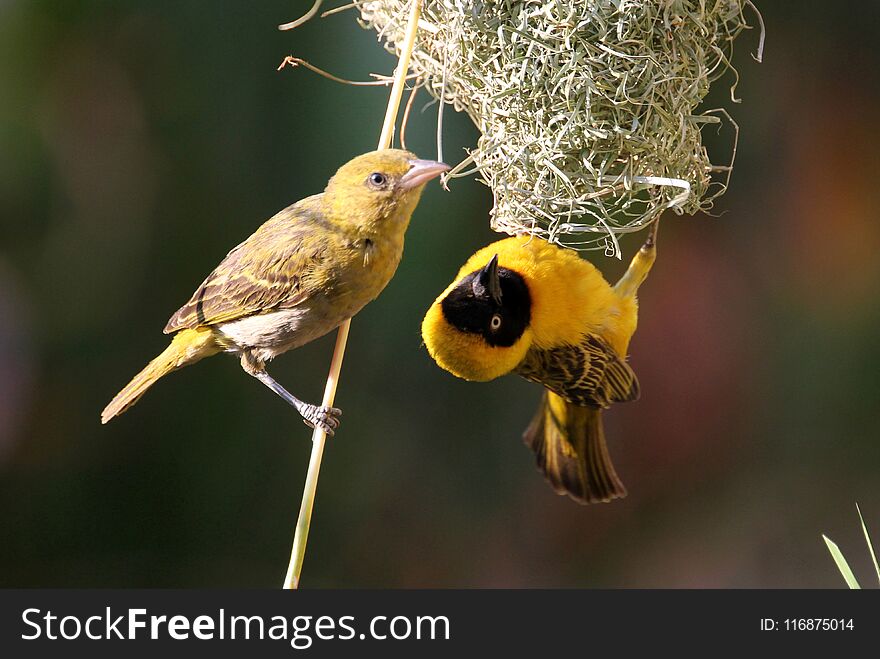 Zambia: Weaver Couple Building The Nest Togheter