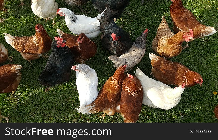 Chicken, Galliformes, Fauna, Rooster