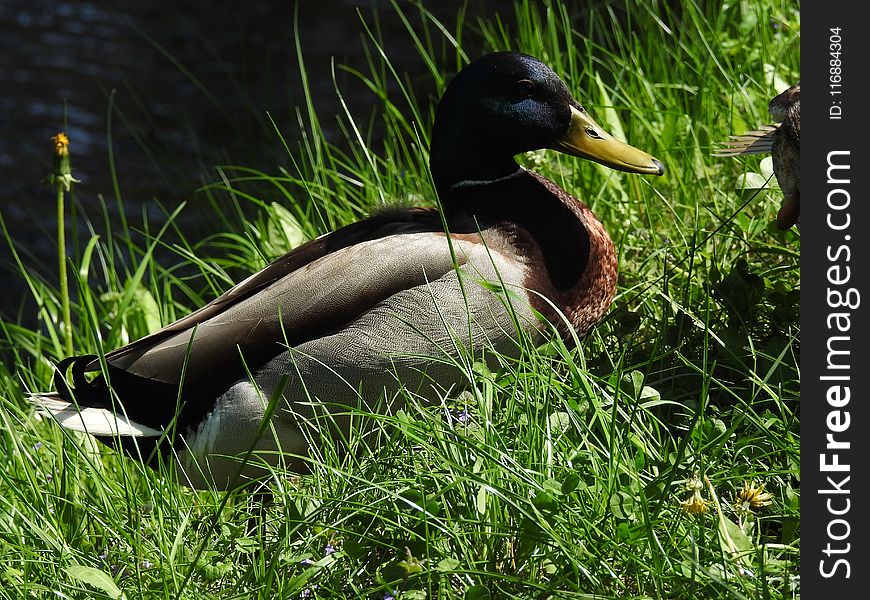 Bird, Duck, Fauna, Water Bird