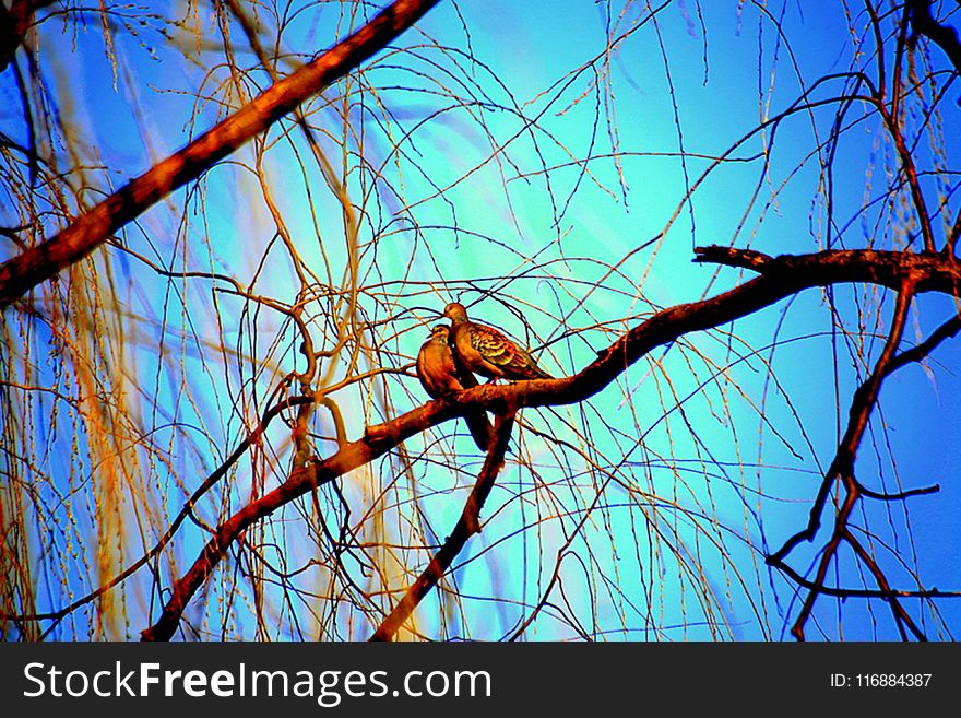 Branch, Blue, Sky, Tree