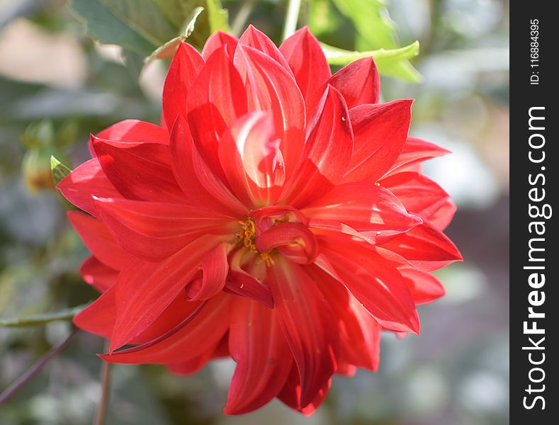 Flower, Plant, Flowering Plant, Dahlia