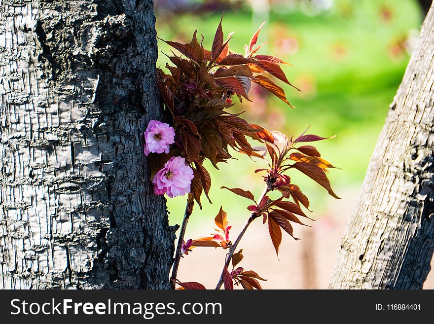 Plant, Leaf, Flora, Tree