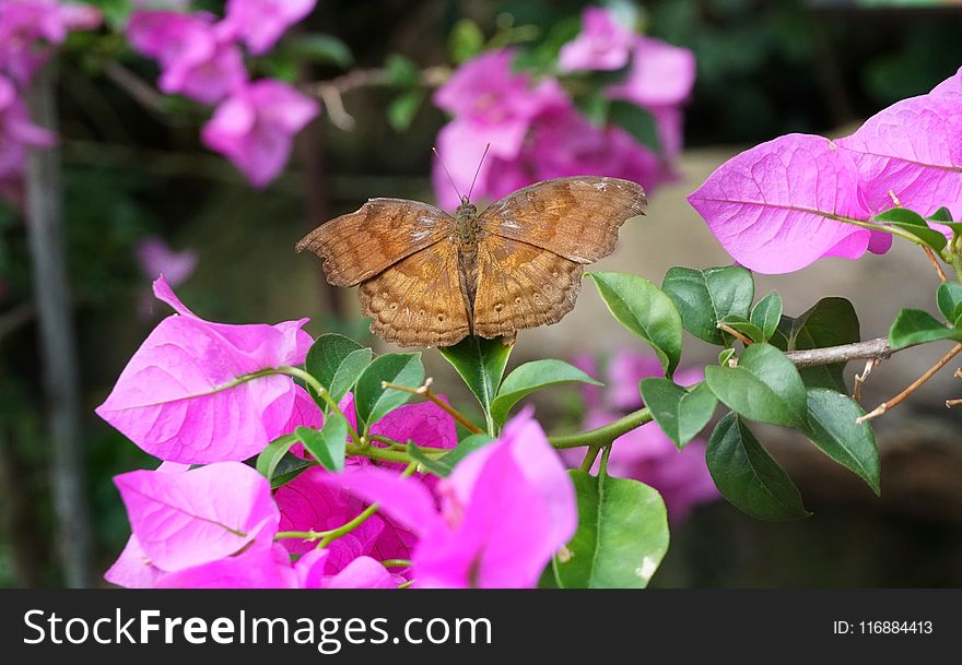 Insect, Butterfly, Moths And Butterflies, Pink