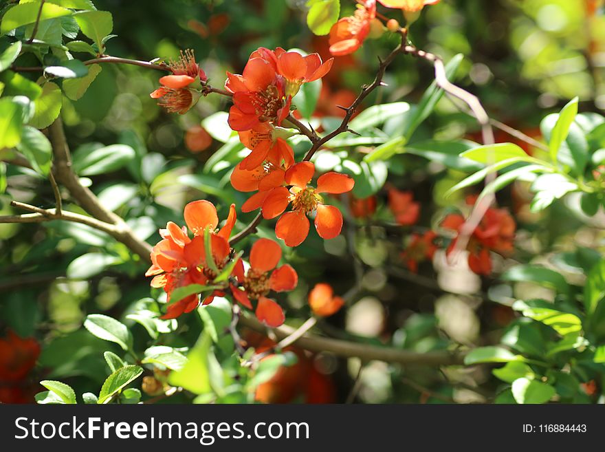 Plant, Flora, Fruit Tree, Evergreen