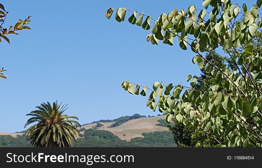 Sky, Vegetation, Branch, Tree