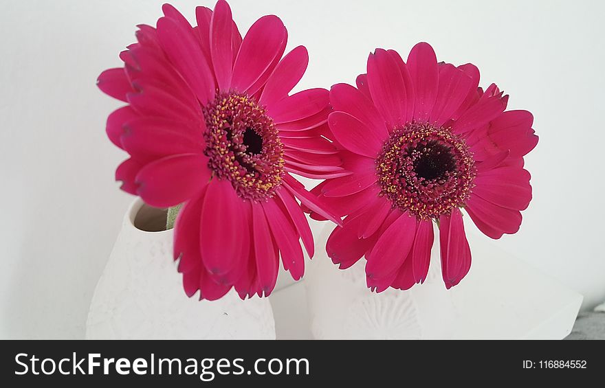 Flower, Flowering Plant, Pink, Gerbera