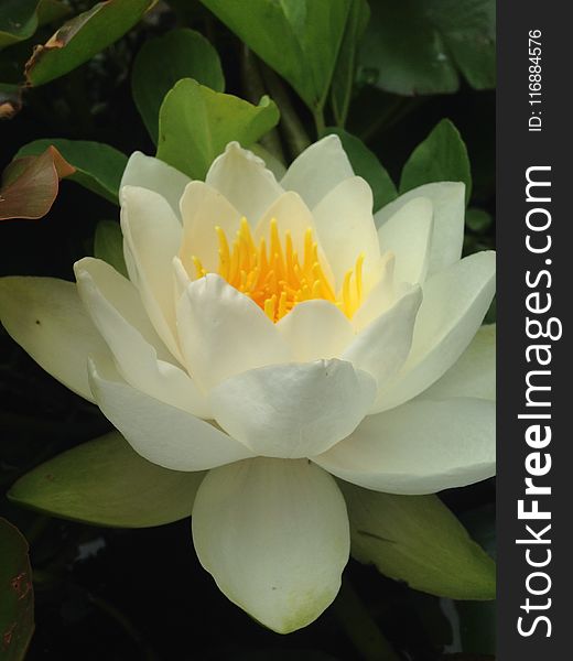 Flower, White, Yellow, Plant