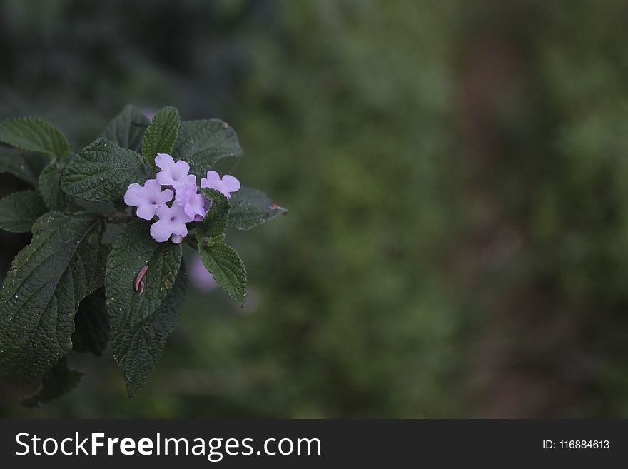 Flower, Plant, Flora, Subshrub