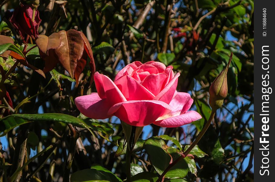 Plant, Flower, Rose Family, Pink