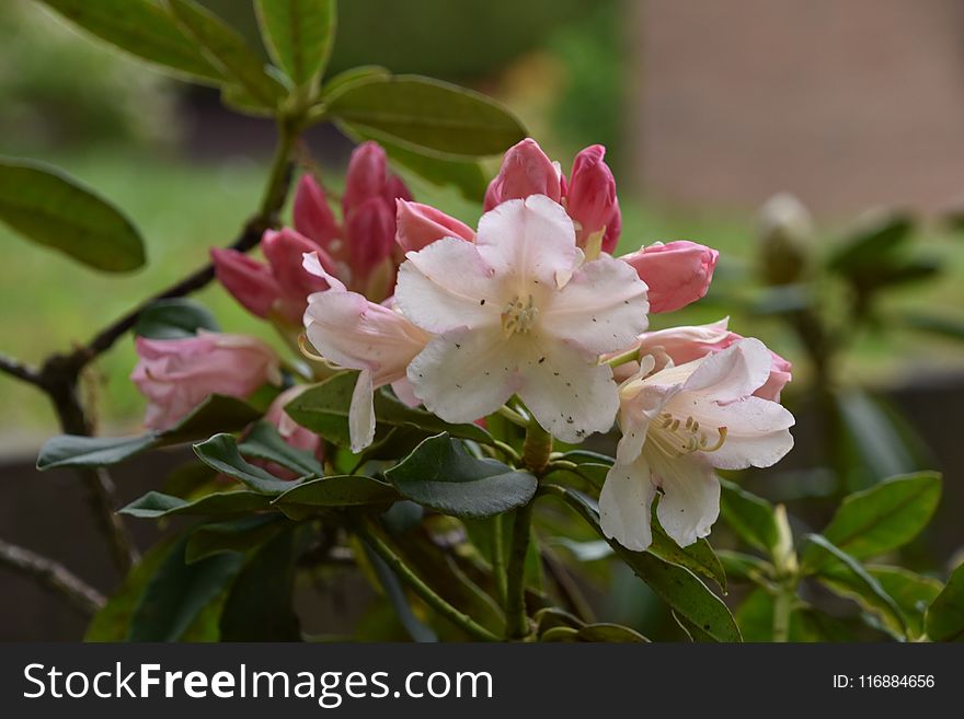 Flower, Plant, Flowering Plant, Flora