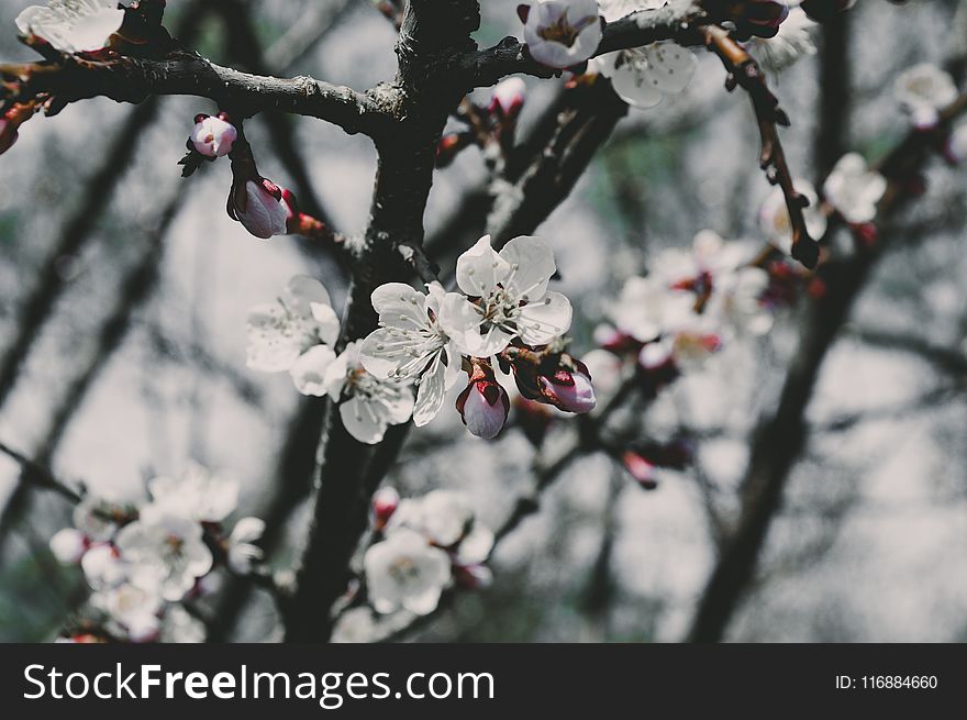 Blossom, Branch, Spring, Tree