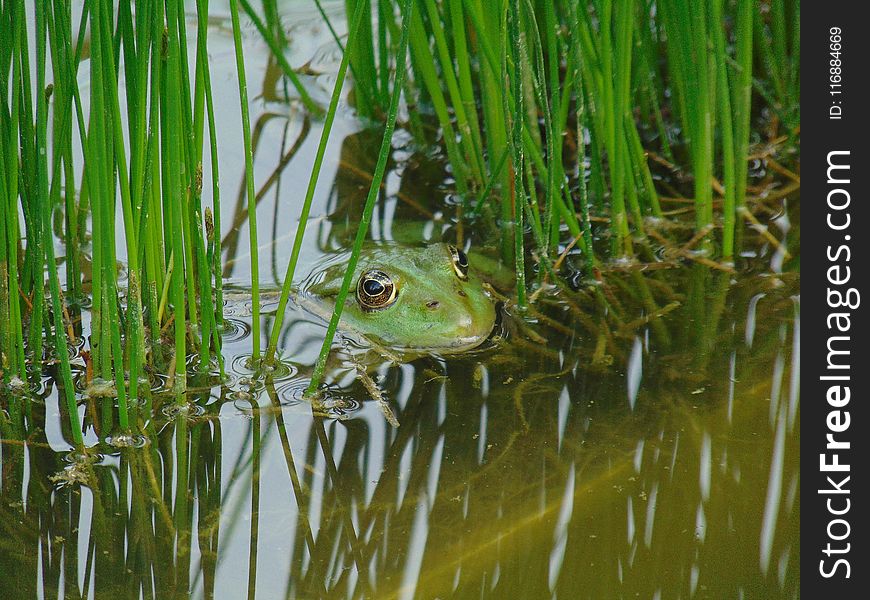 Ecosystem, Ranidae, Amphibian, Frog