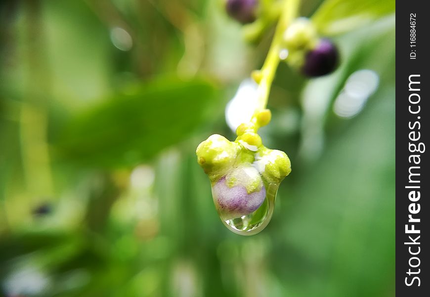 Flora, Macro Photography, Close Up, Flower