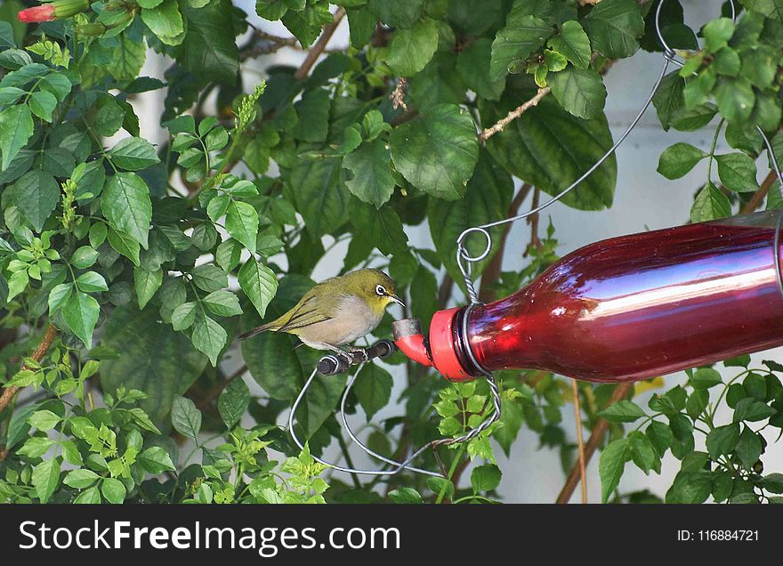 Bird, Plant, Tree