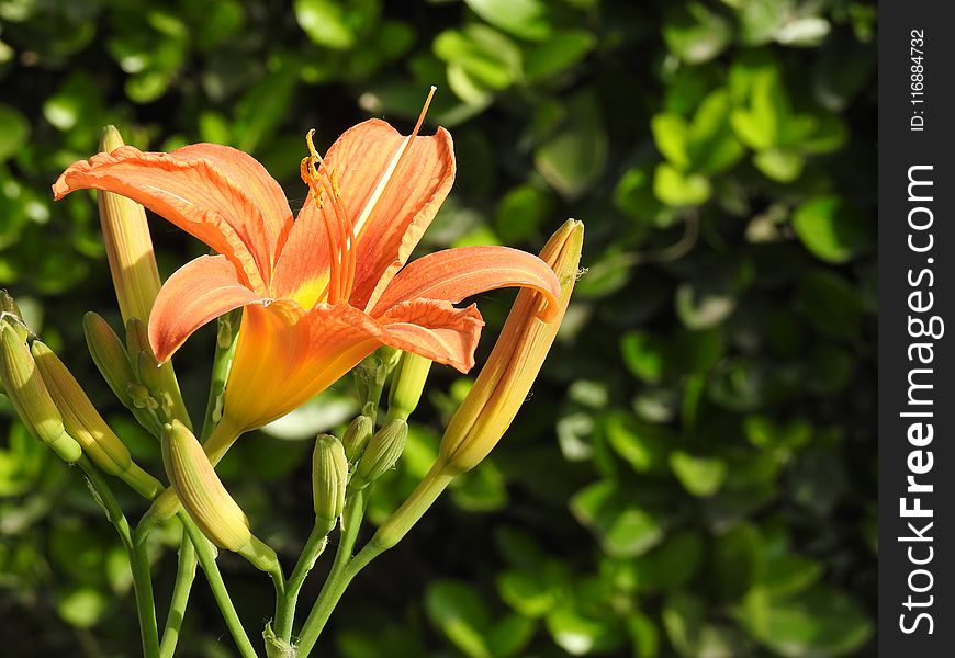 Lily, Flora, Flower, Plant