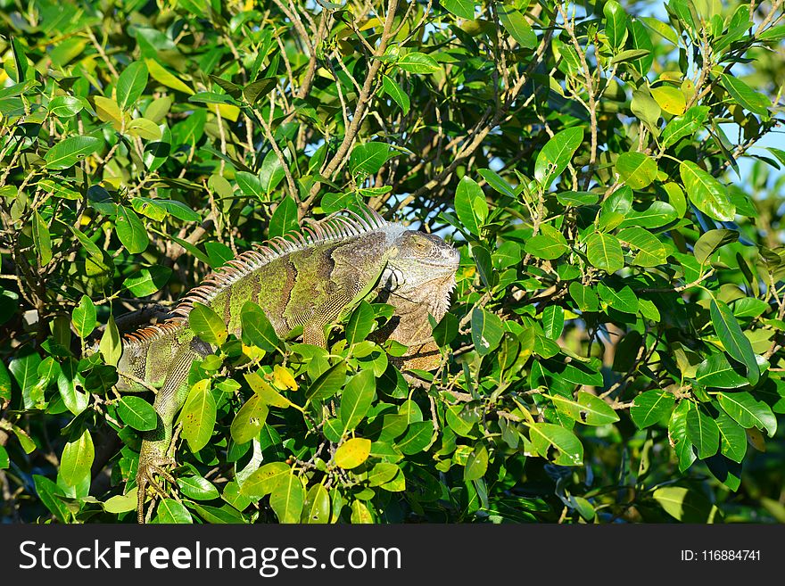 Fauna, Vegetation, Ecosystem, Nature Reserve