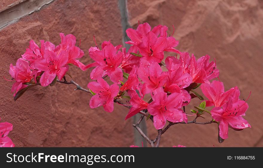 Flower, Plant, Pink, Woody Plant