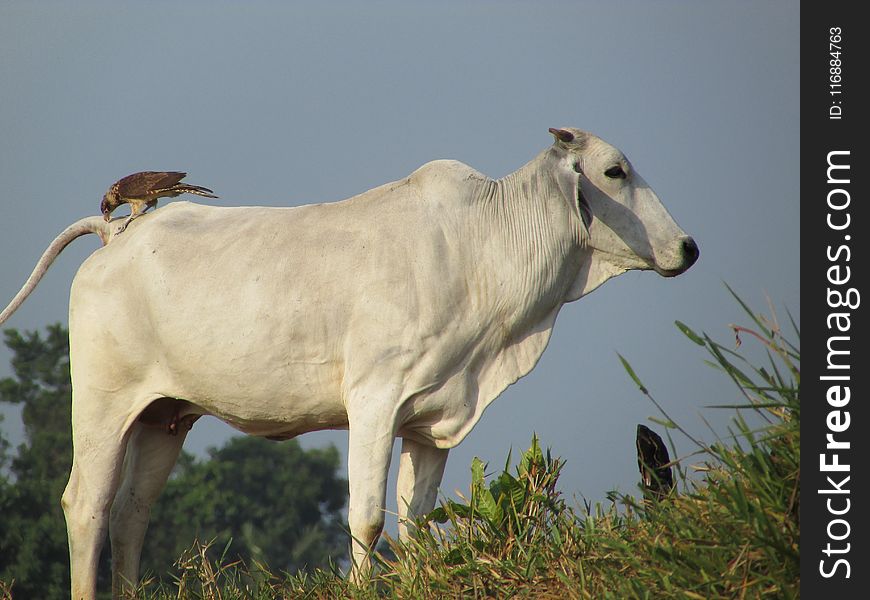 Cattle Like Mammal, Dairy Cow, Cow Goat Family, Fauna