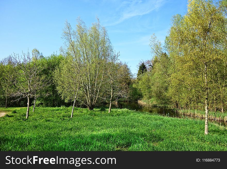 Tree, Ecosystem, Vegetation, Nature Reserve