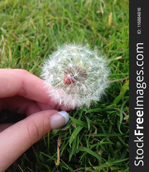 Dandelion, Grass, Plant