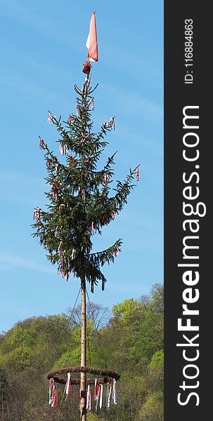 Tree, Sky, Woody Plant, Christmas Tree
