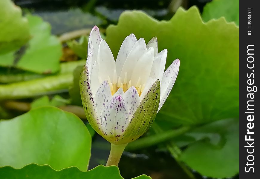 Flower, Flora, Plant, Sacred Lotus