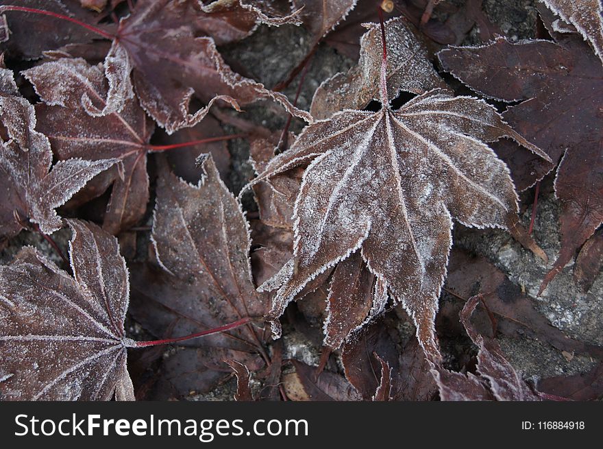 Leaf, Plant, Flora, Autumn