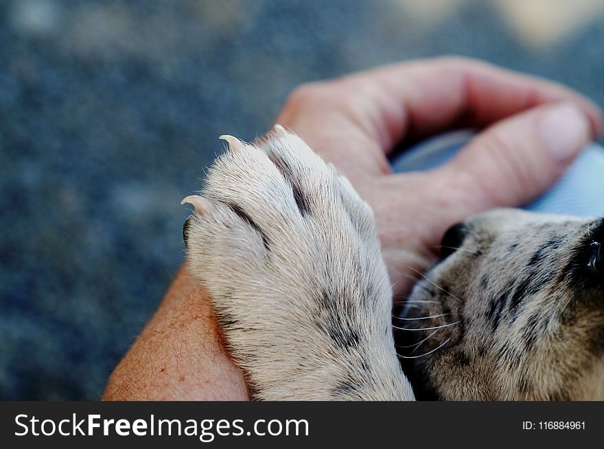 Mammal, Fauna, Nose, Snout